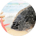 ヒラメ