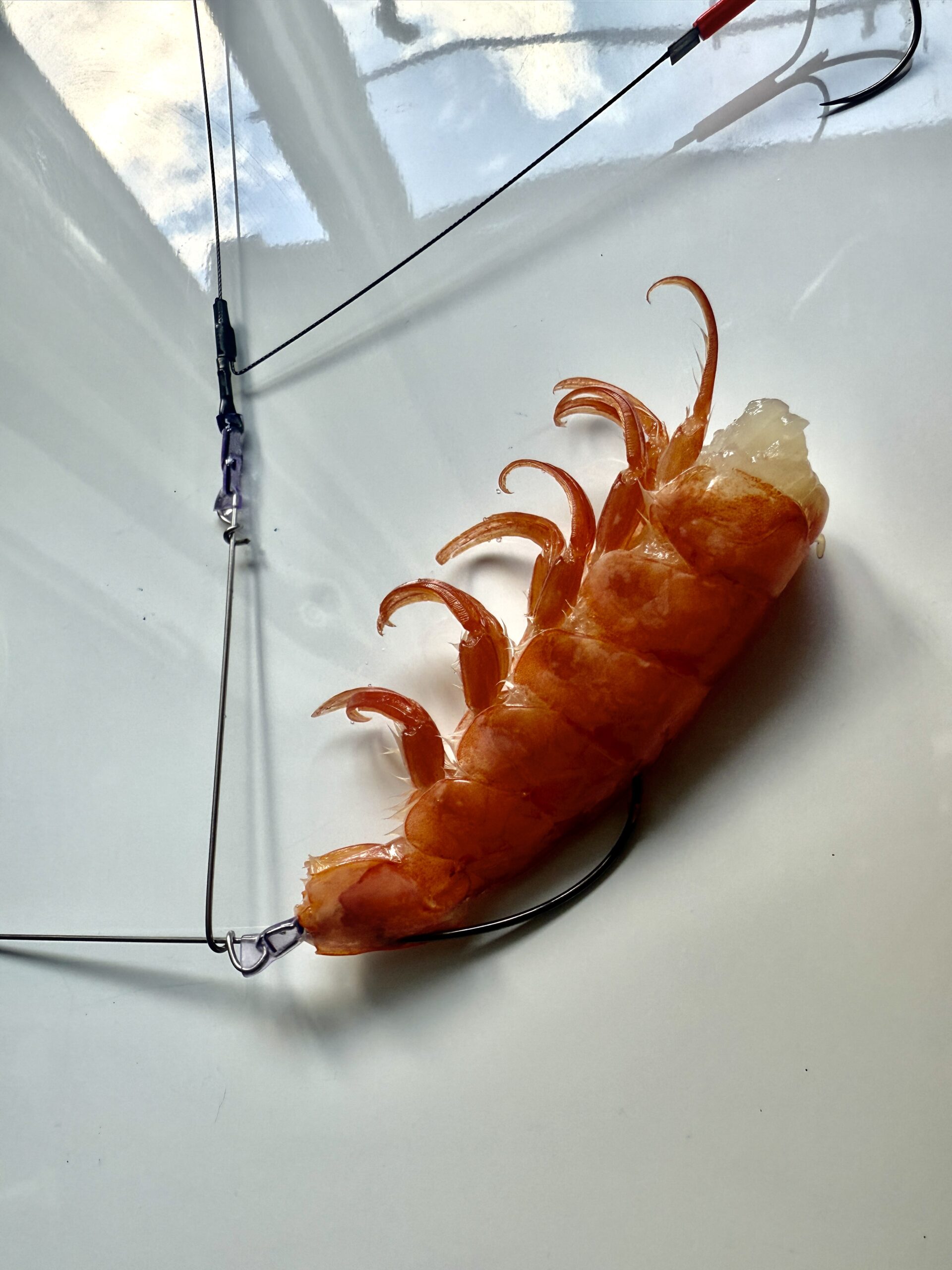自作カットウフグ仕掛けの詳細　エビの付け方
